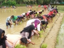 പെരുവമ്പാടം പാടത്ത് കൂട്ടായ്മയുടെ വിജയഗാഥ